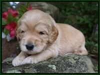 BB Marlow pups 3 wks old 141