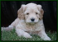 BB Marlow pups 5 wks old 251