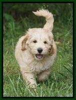 BB Marlow pups 7.5 wks old 191
