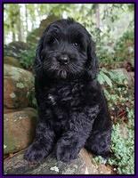 SCL breeder: Miss Pawsitively Devine "DIVA"
