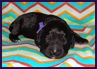 BB Marlow pups 1 week old 111