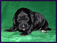 BB Marlow pups 2 wks old 101