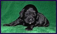 BB Marlow pups 2 wks old 111