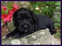 BB Marlow pups 3 wks old 171