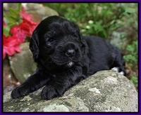 BB Marlow pups 3 wks old 181