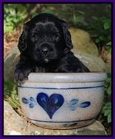 BB Marlow pups 4 wks old 131