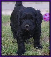 BB Marlow pups 5 wks old 321
