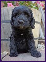 BB Marlow pups 7 wks old 211