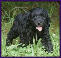 BB Marlow pups 7.5 wks old 171