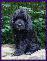 BB Marlow pups 8 wks old 21