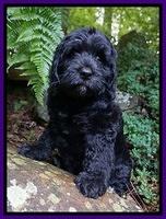 BB Marlow pups 8 wks old 31