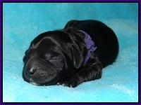 BB Marlow pups Newborn 121