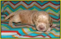 BB Marlow pups 1 week old 181