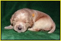 BB Marlow pups 2 wks old 121