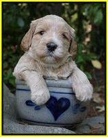 BB Marlow pups 4 wks old 171