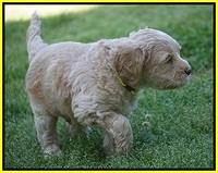 BB Marlow pups 5 wks old 371