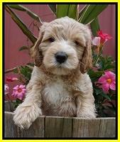 BB Marlow pups 7 wks old 271