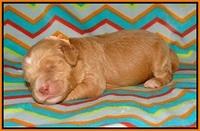 BB Marlow pups 1 week old 121