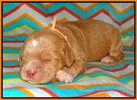 BB Marlow pups 1 week old 131