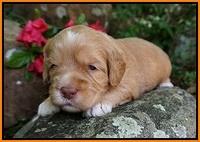 BB Marlow pups 3 wks old 231
