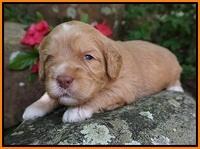 BB Marlow pups 3 wks old 251