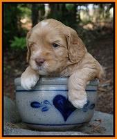 BB Marlow pups 4 wks old 191