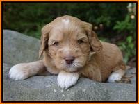 BB Marlow pups 4 wks old 201