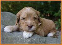 BB Marlow pups 4 wks old 221