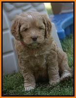 BB Marlow pups 5 wks old 411