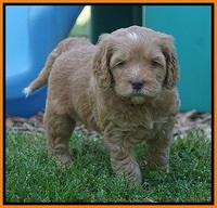 BB Marlow pups 5 wks old 441
