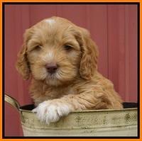 BB Marlow pups 6 wks old 221