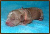 BB Marlow pups Newborn 151
