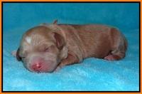 BB Marlow pups Newborn 161