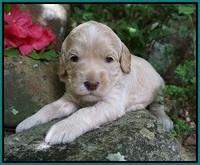 BB Marlow pups 3 wks old 261