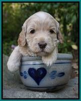 BB Marlow pups 4 wks old 241