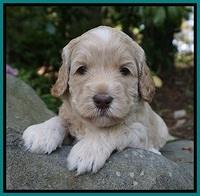 BB Marlow pups 4 wks old 251