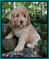 BB Marlow pups 8 wks old 3152