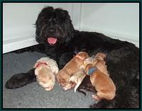 BB Marlow pups Newborn 11