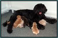 Fanny and pups 5 days old