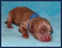 Gem Parson Newborn pups 13