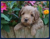 Gem Parson pups  5 wk old 11