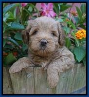 Gem Parson pups  5 wk old 21