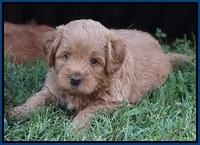 Gem Parson pups  5 wk old 41