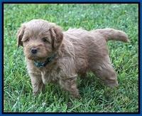 Gem Parson pups  5 wk old 51