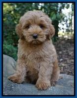 Gem Parson pups  8 wks old 4300