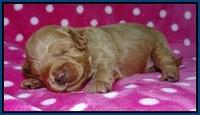 Gem Parson pups 2 wk old 21