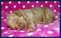 Gem Parson pups 2 wk old 31