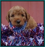 Gem Parson pups 4 wks old 151