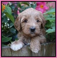 Gem Parson pups  5 wk old 101