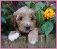Gem Parson pups  5 wk old 81